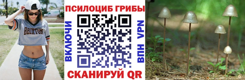 Псилоцибиновые грибы Psilocybe Новоузенск